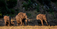 Elephants at Benji Weir