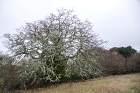Lichen-covered Buckeye Tree