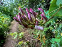 Pink Honeysuckle (Lonicera hispudala)