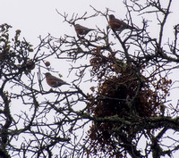 Robins in the Phainopepla Tree