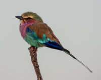 5/16-19/2023 Birds at Masasani Mananga Camp and Lake
