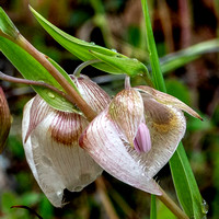 White Globe Lily (Calochortus albus, AKA Fairy-lantern)