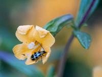 Spotted Beetle Visits Sticky Monkeyflower (Mimulus aurantiacus var. aurantiacus)