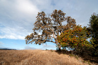 Valley Oak (Quercus Lobata) with Toyon (Heteromeles arbutifolia)