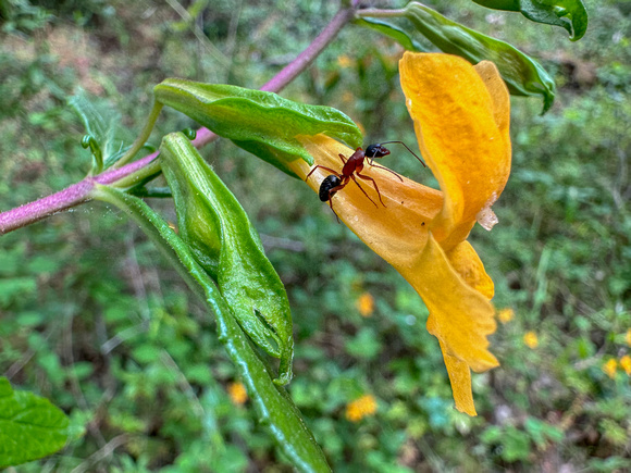 Native Field Ant (Formica moki?) Inspects Flower of Sticky Monkeyflower