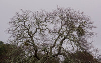 Robins at the Top of an Oak