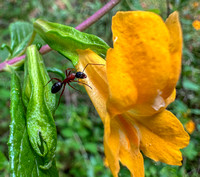 Field Ant Climbs over to Sticky Monkeyflower