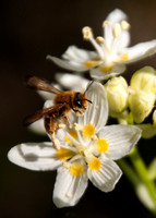 Honeybee on Flower of Fremont's Star Lily (Zigadenus fremontii)