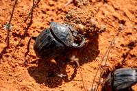 Dung Beetle Prepares Dung
