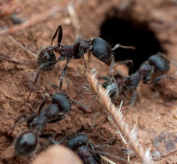 Harvester Ant (Messor andrei) at the Nest Entrance