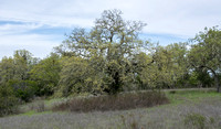 Protected Blue Oak