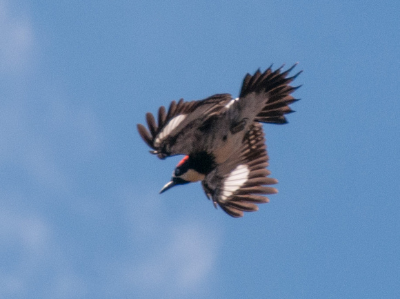Diving Acorn Woodpecker