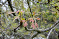 New Leaves of Black Oak (Quercus kelloggii)