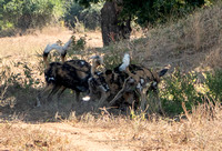 Frolicking African Wild Dogs (Lycaon pictus)