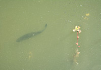 Fish in Searsville Lake