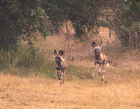 African Wild Dogs (Lycaon pictus) on a Hunt