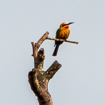 White-fronted Bee-eater (Merops bullockoides)