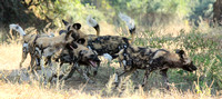 African Wild Dogs (Lycaon pictus) Tussle