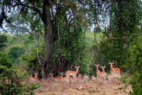 Impala Watch from a Distance