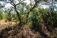 View of the Bush