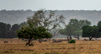 Wildebeest graze under the trees.