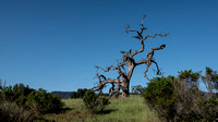 Phainopela Tree