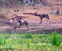 African Wild Dogs (Lycaon pictus) showing Varied Tails