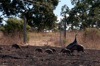 Turkeys at Global Change