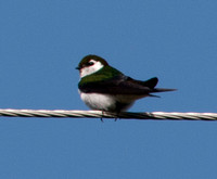 Violet-green Swallow (Tachycineta thalassina) at Rest