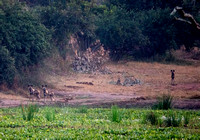 African Wild Dogs (Lycaon pictus) at Wetlands