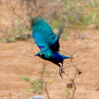 GreaterBlue-eared Starling (Lamprotornis chalybaeus) Flies In