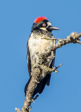 Female Acorn Woodpecker (Melanerpes formicovorus) Shows her Crest