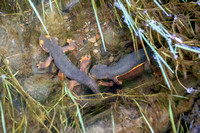 Newts Mating in San Francisquito Creek