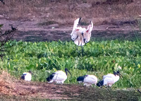 African Sacred Ibis (Threskiornis aethioipicus) Gather at Wetlands