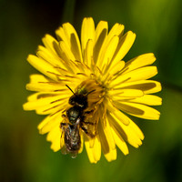 Fly on Flower