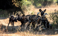 Painted Dogs!