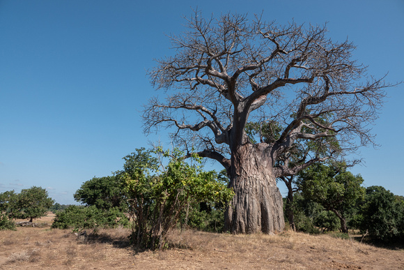 African Baobab (Adansonia digitata)