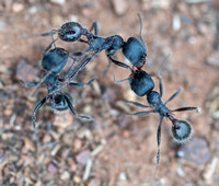 Ant Combat