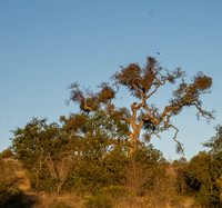 Birds Erupting from Phainopela Tree