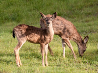 Animals of Portola Valley