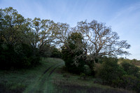 Valley Oaks (Quercus lobata) at Escobar Gate