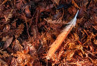 Feather on Redwood Needles