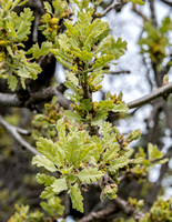 New Leaves and Catkins of Lone Valley Oak (Quercus lobata)
