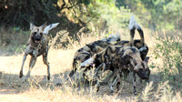 African Wild Dogs (Lycaon pictus) Tussle