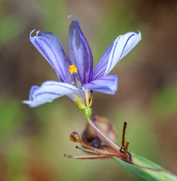 Flower of Western Blue-eyed-grass (Sisyrinchium bellum)