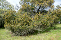 Coast Live Oak (Quercus agrifolia var. agrifolia) on Trail 3