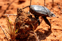 Dung Beetle Pushes Dung