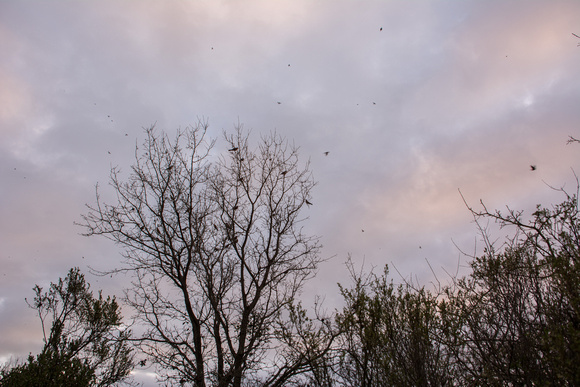 Storm of American Robins (Turdus migratorius)