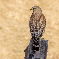Welcome Home: Red-shouldered Hawk watches from Bluebird Box