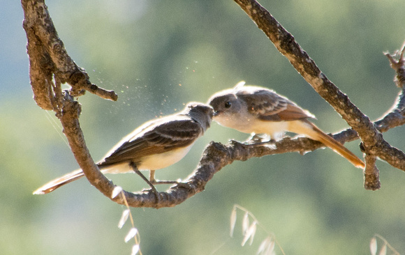 Ash-throated Flycatchers (Myiarcus cinerascens) in the Lone Valley Oak (Quercus lobata)
